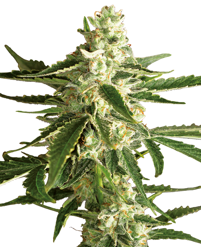 White Diesel Haze Automatic Hanfsamen von White Label, 3 Samen