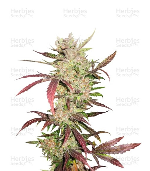 Master Kush (Dutch Passion) Cannabis-Samen