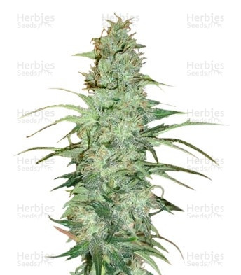 Super Skunk regular (Nirvana Seeds) Cannabis-Samen