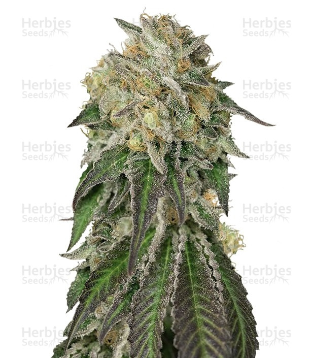 Amherst Sour Diesel (Humboldt Seeds) Cannabis-Samen