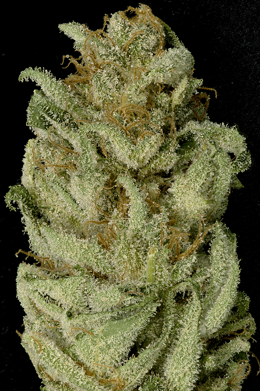 Bruce Banner #3 - Big Head Seeds