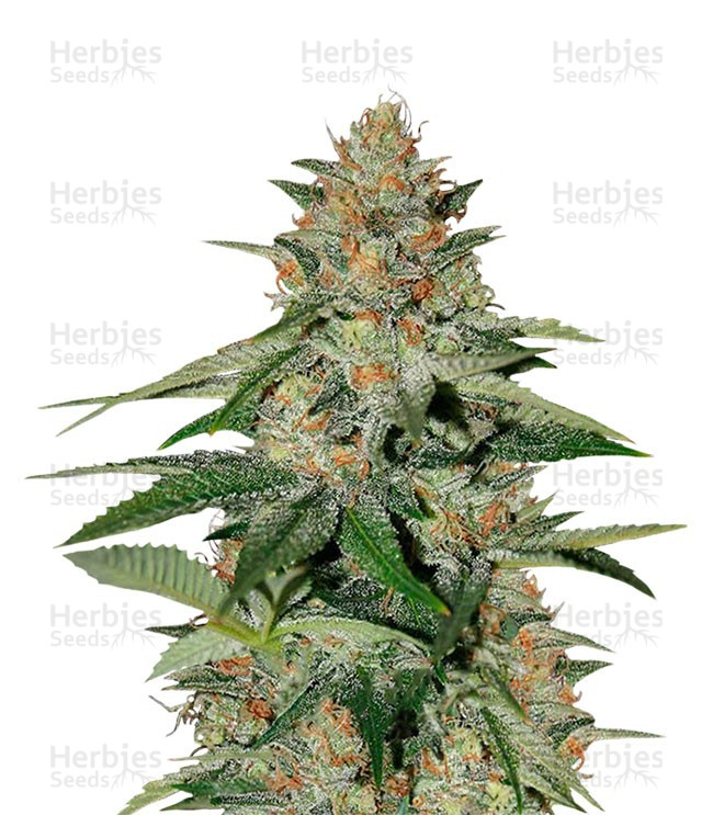 Delicious Candy Early Version (Delicious Seeds) Cannabis-Samen