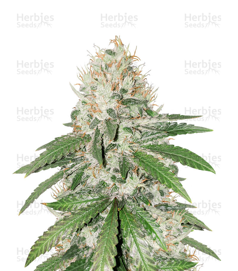 Gorilla Girl (Sweet Seeds) Cannabis-Samen