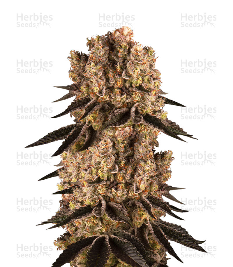 Purple Punch feminisierte Samen (Barney’s Farm)