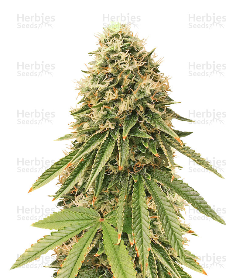 Gorilla Bomb (Bomb Seeds) Cannabis-Samen