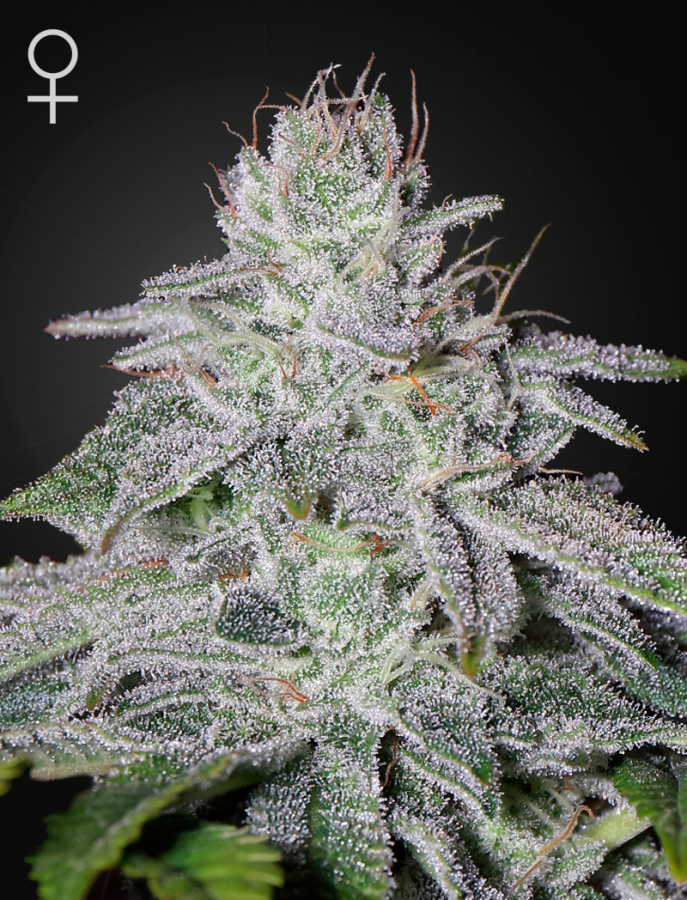 Franco's Lemon Cheese - GreenHouse Seeds