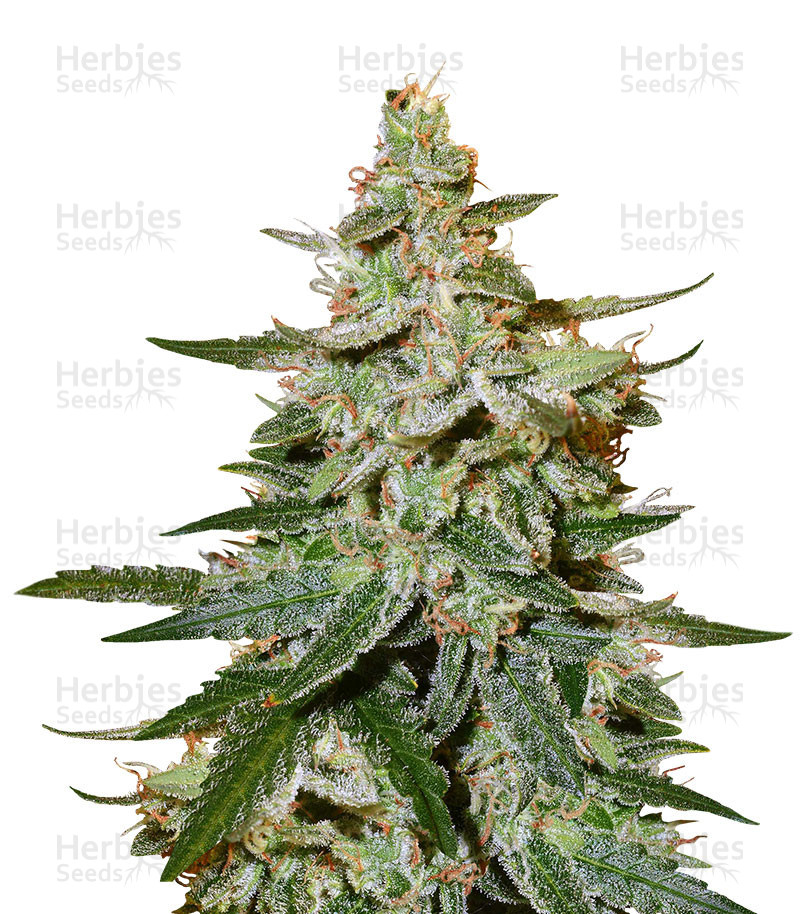 O.G. Kush Autoflower feminisierte Samen (Seedstockers)