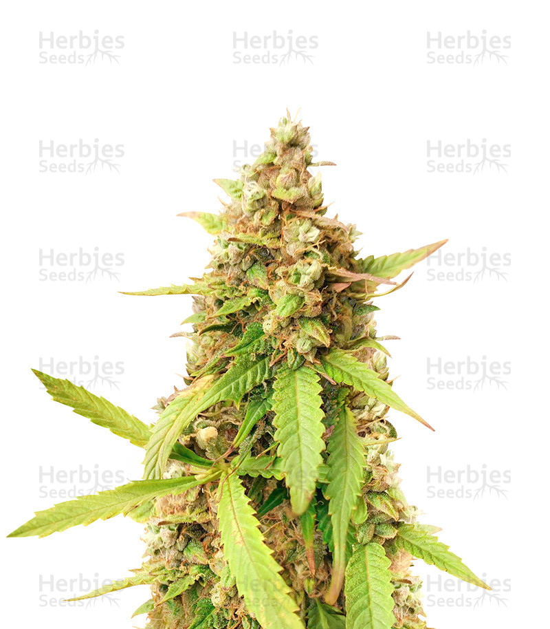 Blue Tease Auto (Dr. Krippling Seeds) Cannabis-Samen