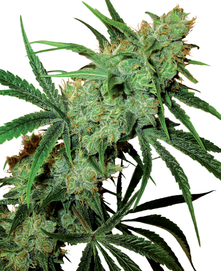 Fruity Juice Reg. - Sensi Seeds