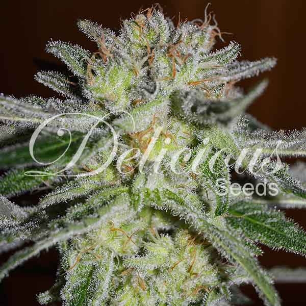 Northern Light Blue - Delicious Seeds