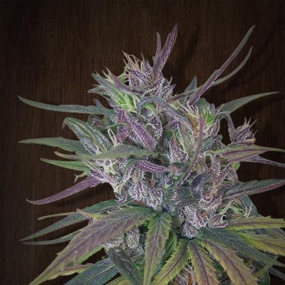 Oldtimer's Haze regulär - Ace Seeds