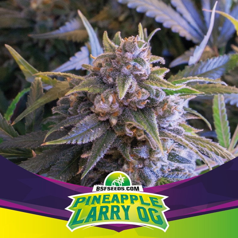 Pineapple Larry OG - BSF Seeds