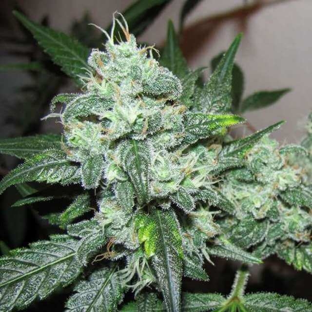 Ice Reg. - Nirvana Seeds