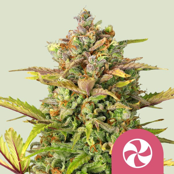 Sweet ZZ - Royal Queen Seeds