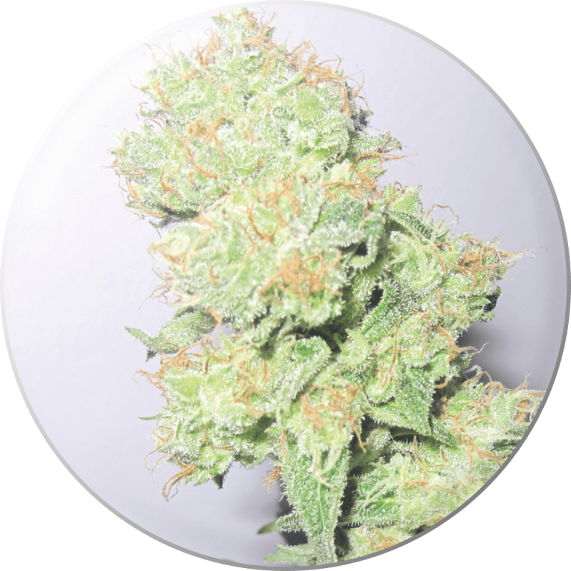 Y Griega CBD - Medical Seeds