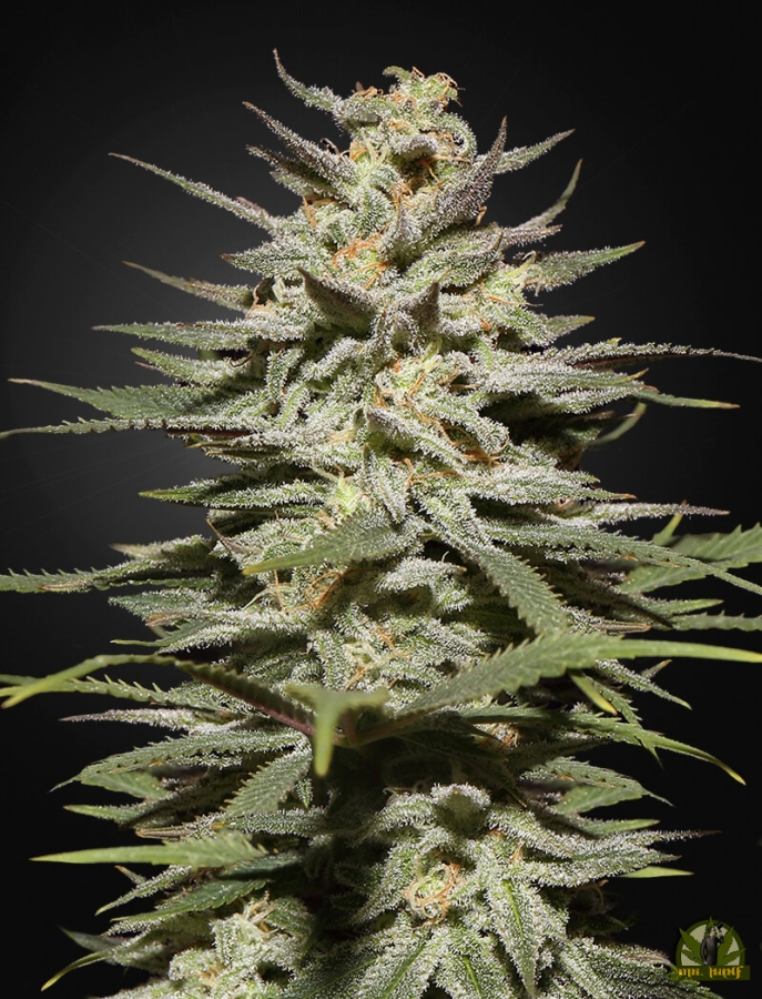 Super Lemon Haze CBD - Green House Seeds