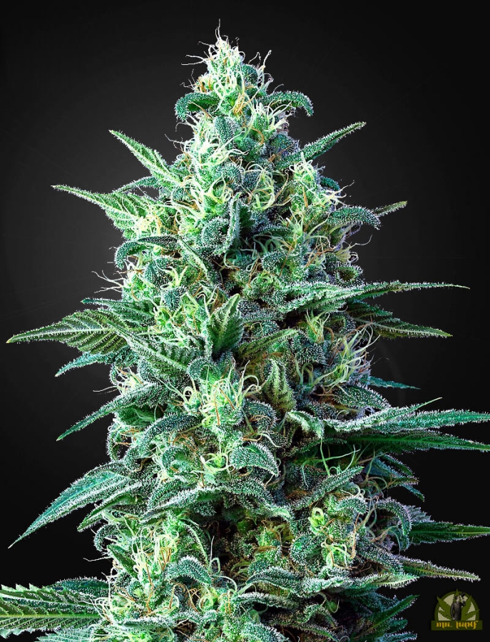 White Widow Auto CBD - Green House Seeds