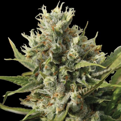 Amnesiac Automatic - Spliff Seeds