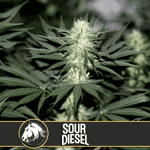 Sour Diesel - BlimBurn