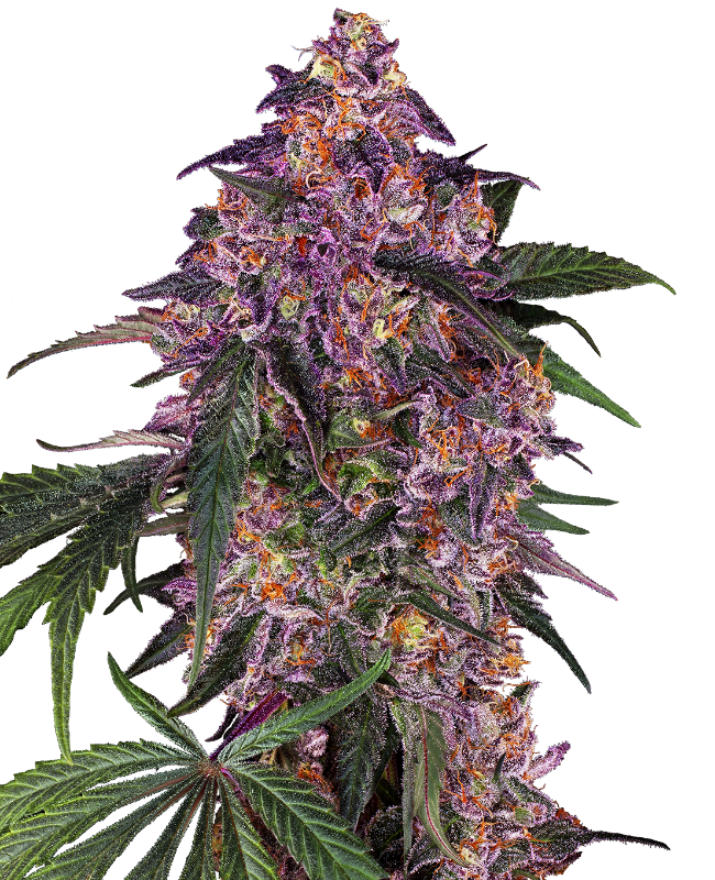 Sensi Purple Kush Feminisierte Hanfsamen, 3 Samen