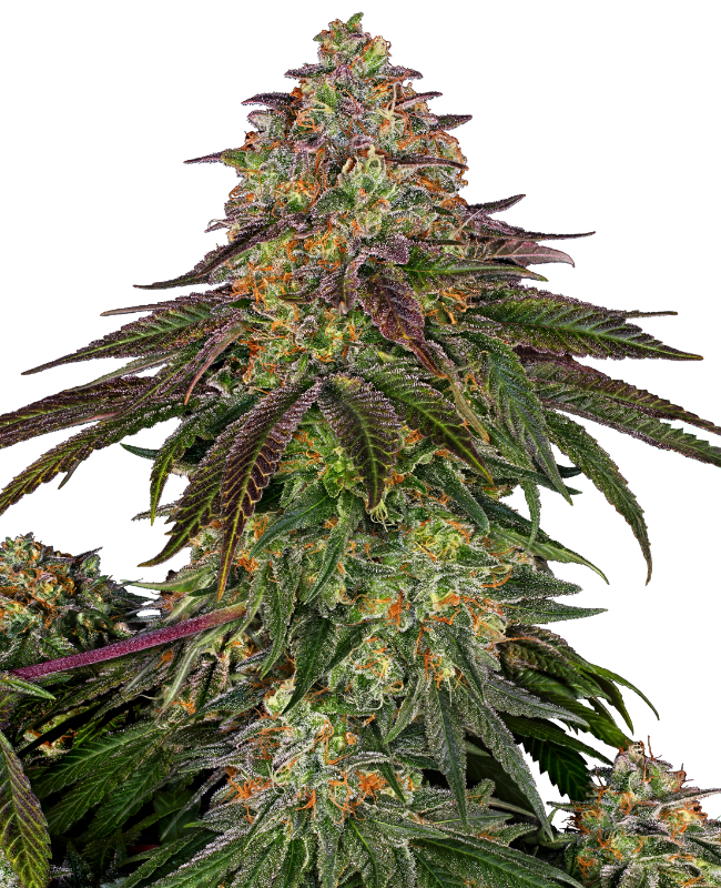 Sweet Cherry Kush Feminisierte Hanfsamen, 1 Samen