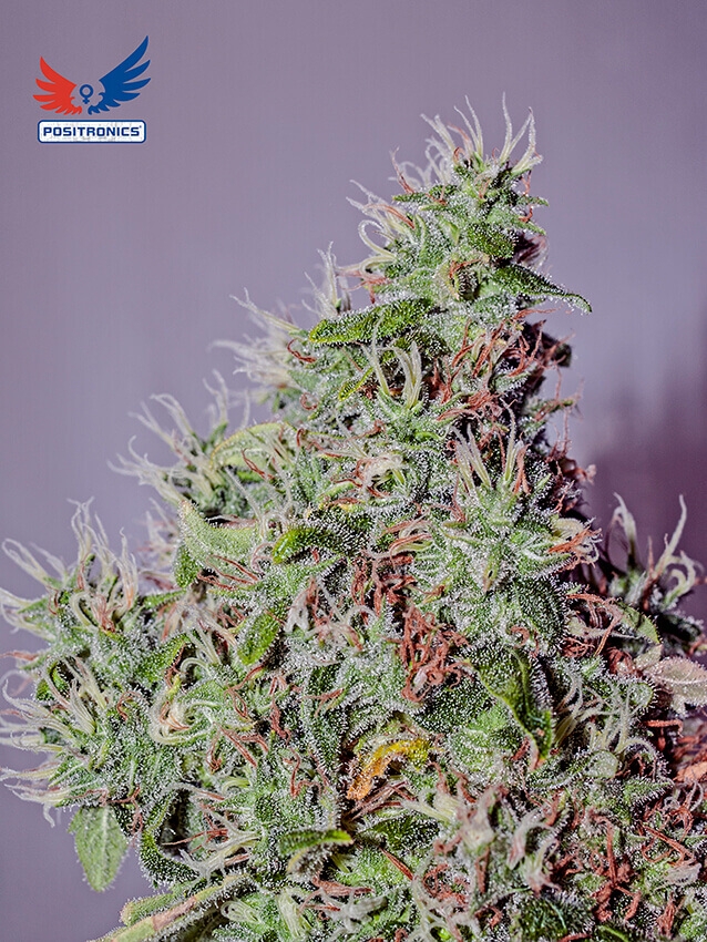 Amnesia Mistery Sativa - Positronics Seeds