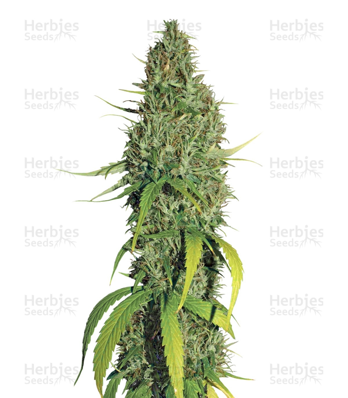 Northern Lights #5 X Haze regular (Sensi Seeds) Cannabis-Samen