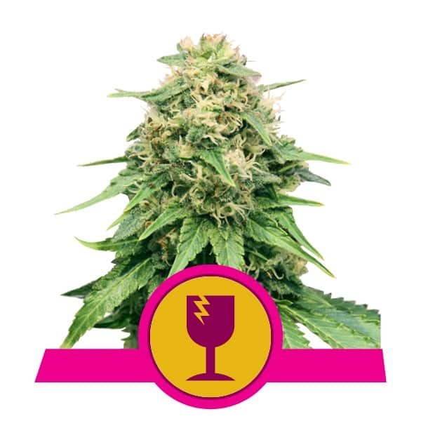 Royal Queen Seeds Critical feminized cannabis seeds