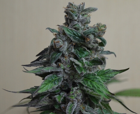 Moscow Blueberry - Kalashnikov Seeds