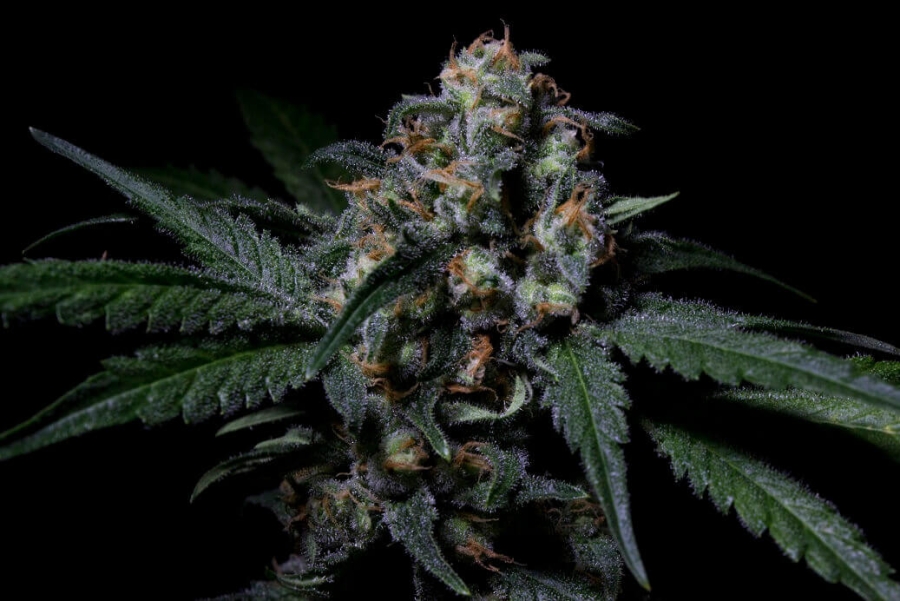 Negra 44 - R-Kiem Seeds