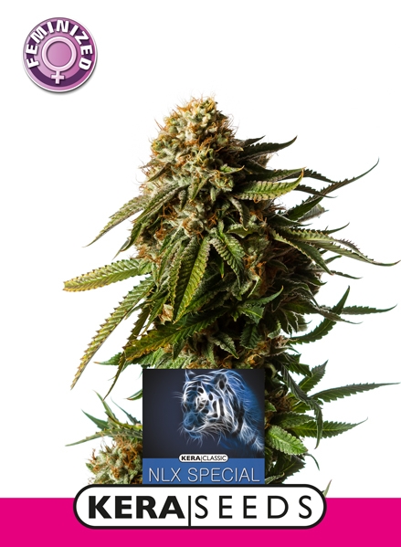 NLX Special - Kera Seeds