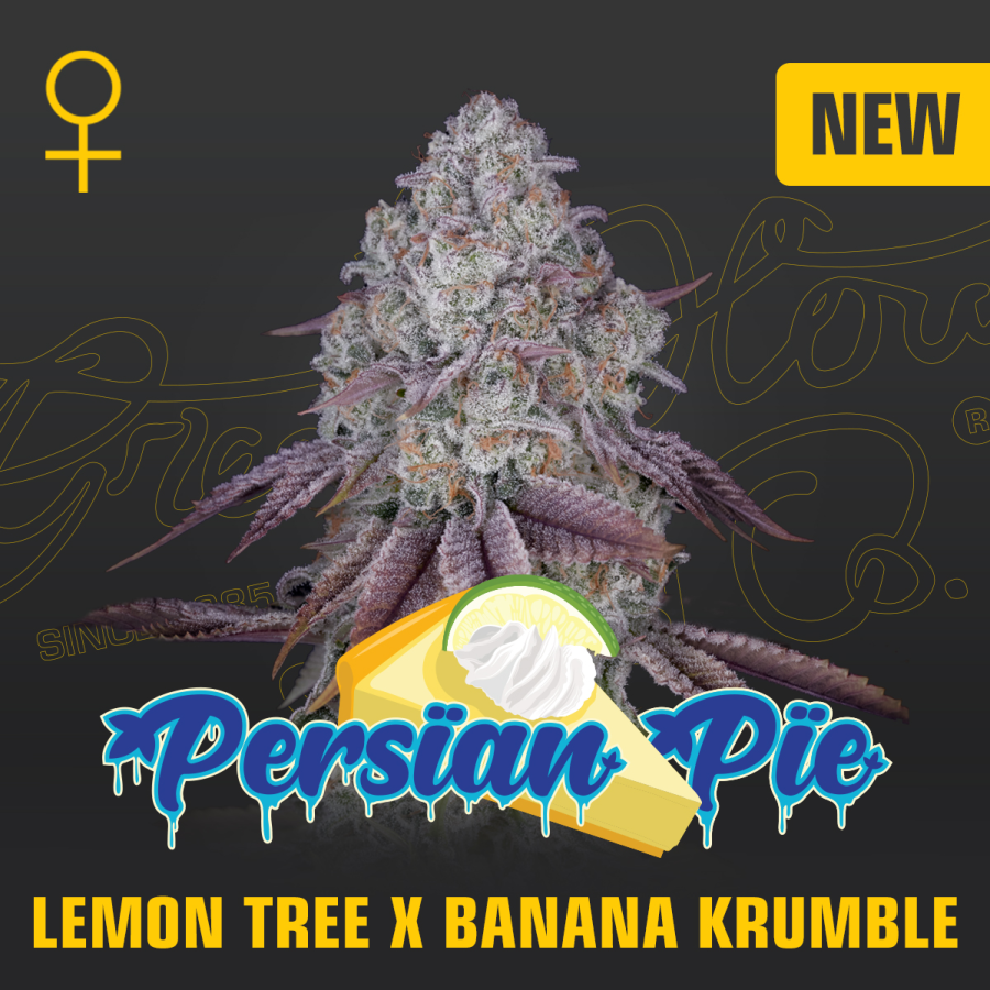 Persian Pie - Green House Seeds