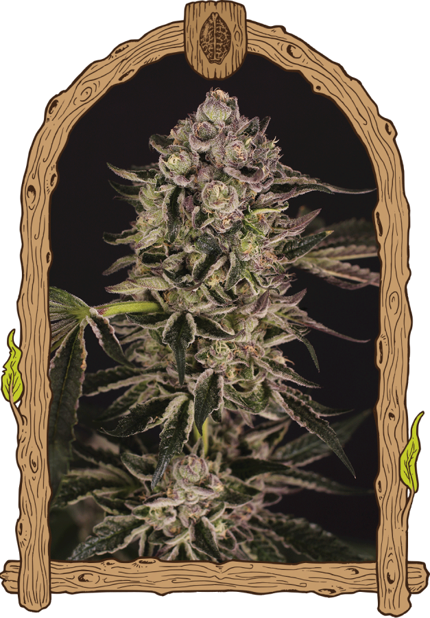 Quick Sherbet - Exotic Seeds