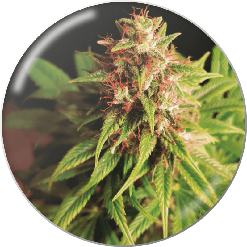 Red Cross CBD - Medical Seeds