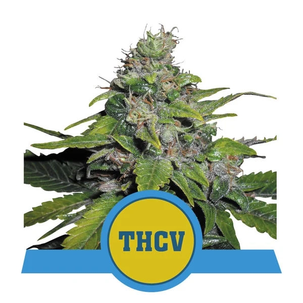 Royal THCV - Royal Queen Seeds