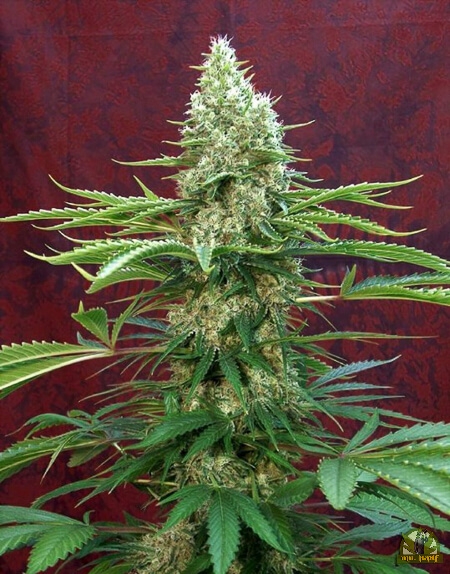 Satori Reg. - Mandala Seeds