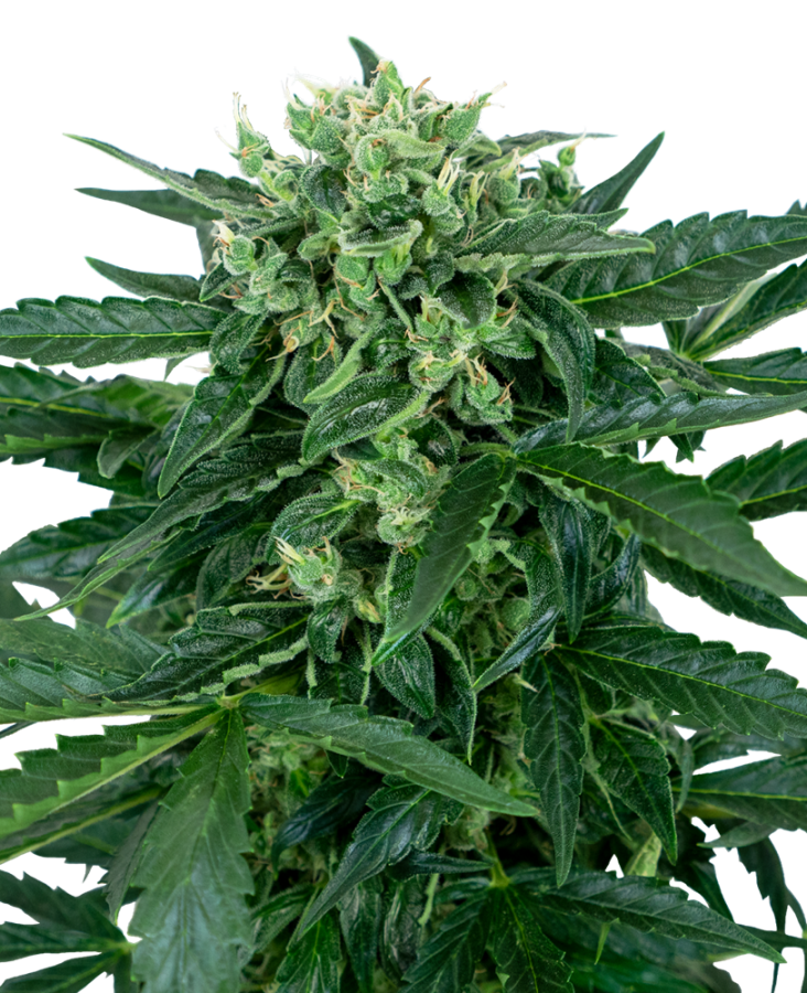 Sensi Amnesia Automatic - Sensi Seeds