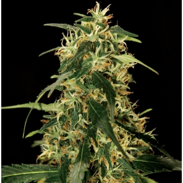 Silverstar Haze - The Bulldog Seeds