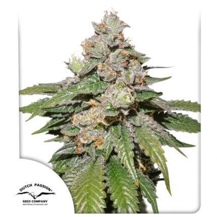 Auto Mokum's Tulip®