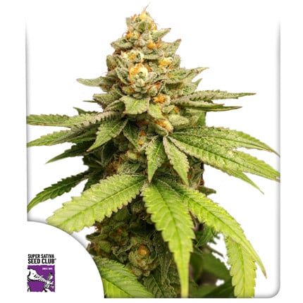 Green Papaya