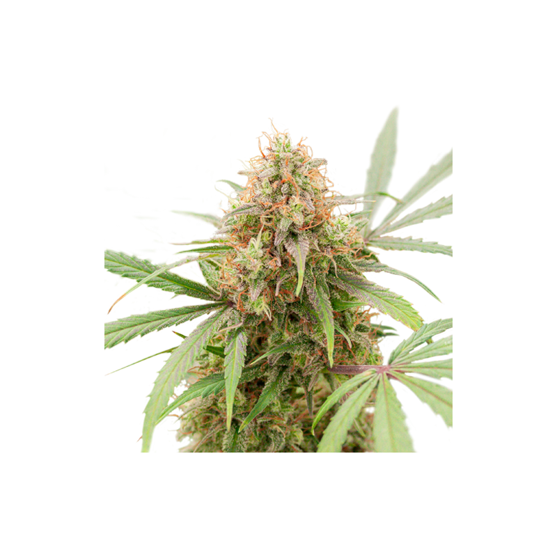 Auto AK Triple Haze - Super Sativa Seed Club