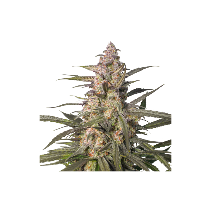 Auto Northern Dragon Fuel - Super Sativa Seed Club