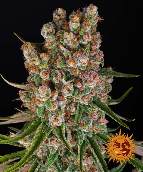 GMO Auto - Barney's Farm