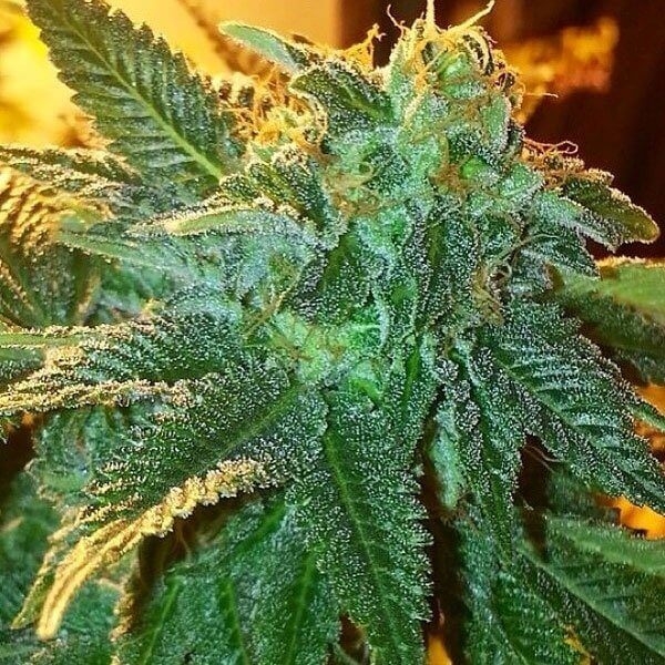 Alien OG - The Cali Connection