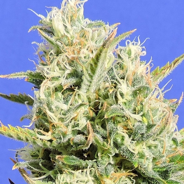 CBD Lemon Aid - Original Sensible seeds