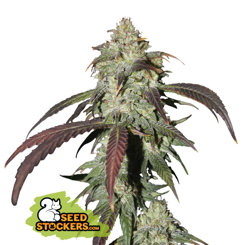 CBD Northern Lights - Seedstockers