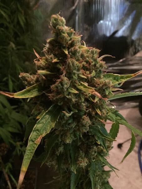 CBD PH Reg. - CBD Crew