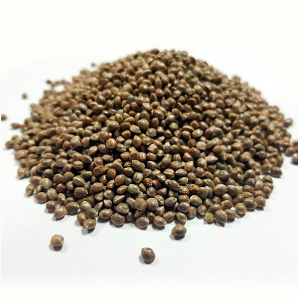 BULK Critical Kush 100 Samen