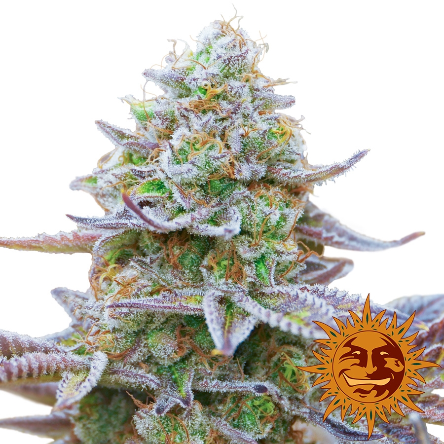 Gorilla Zkittlez - Barney's Farm
