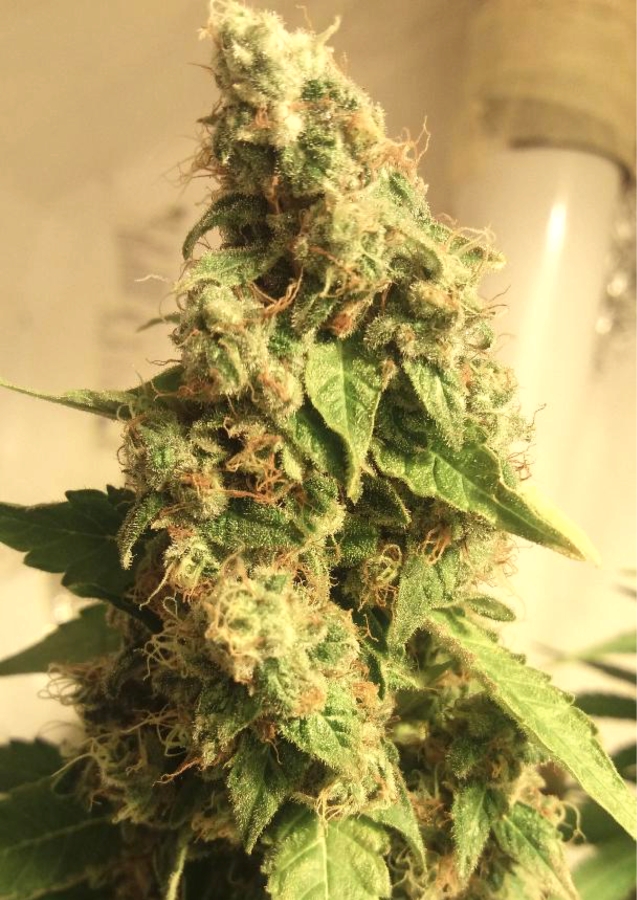 Moby Dick - BSB Genetics